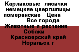 Карликовые “лисички“  немецкие цвергшпицы/померанские › Цена ­ 35 000 - Все города Животные и растения » Собаки   . Красноярский край,Норильск г.